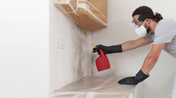 Professional Basement Mold Remediation technician working in Seattle, WA