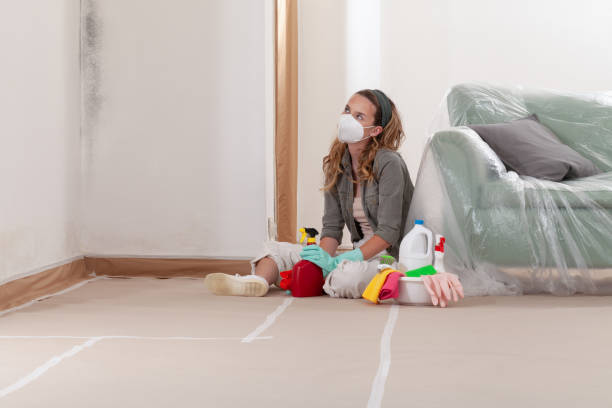 Reliable Basement Mold Remediation contractor in Seattle, WA by WQB Mold Removal